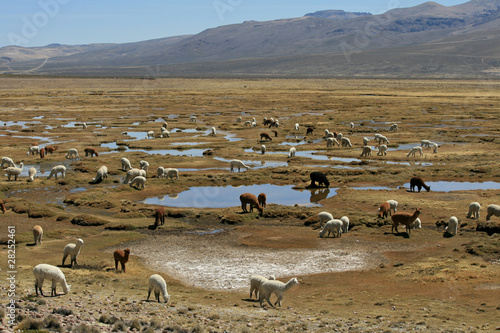 Alpacas and Lamas in the Andes Mountains in Peru