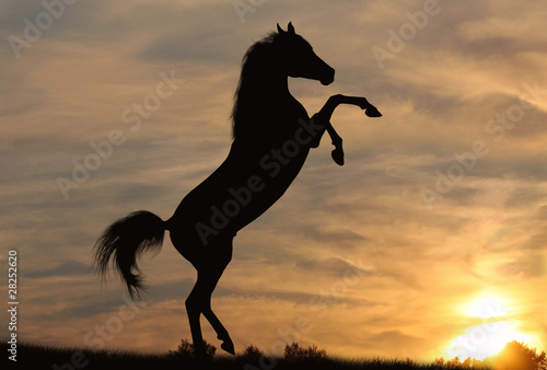 Obraz na płótnie horse in sunset w salonie