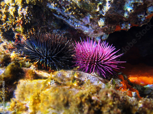 Purple and black sea urchins underwater, Mediterranean sea © dam