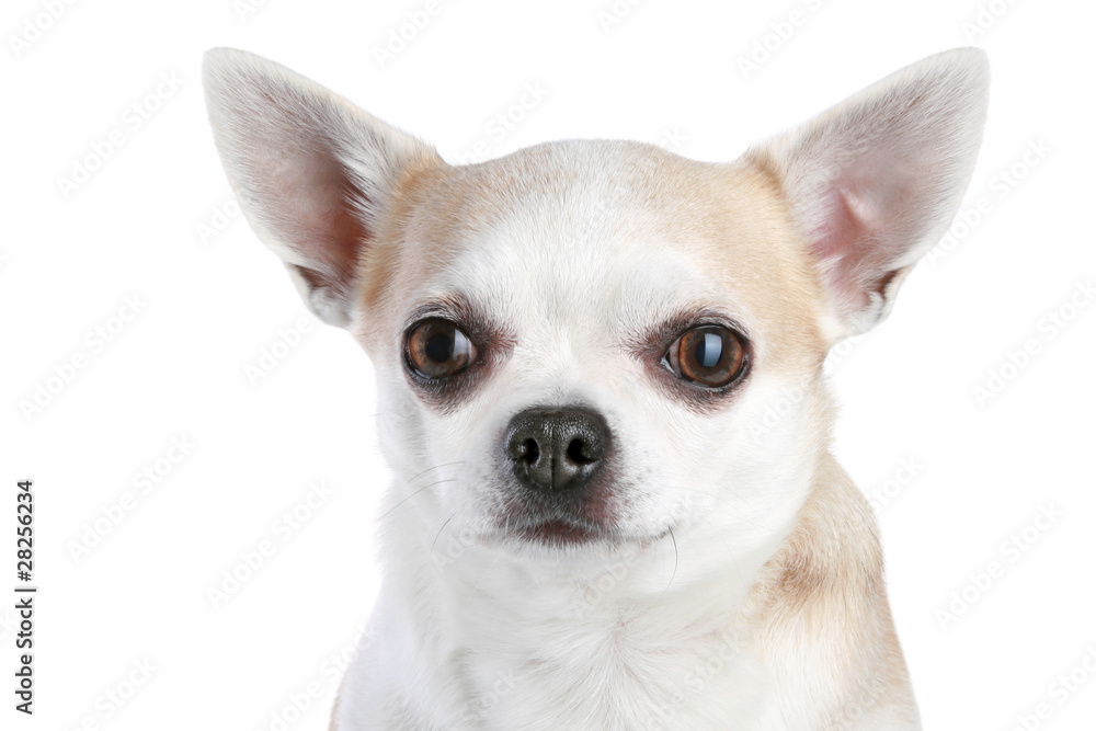 Close-up portrait of a chihuahua puppy