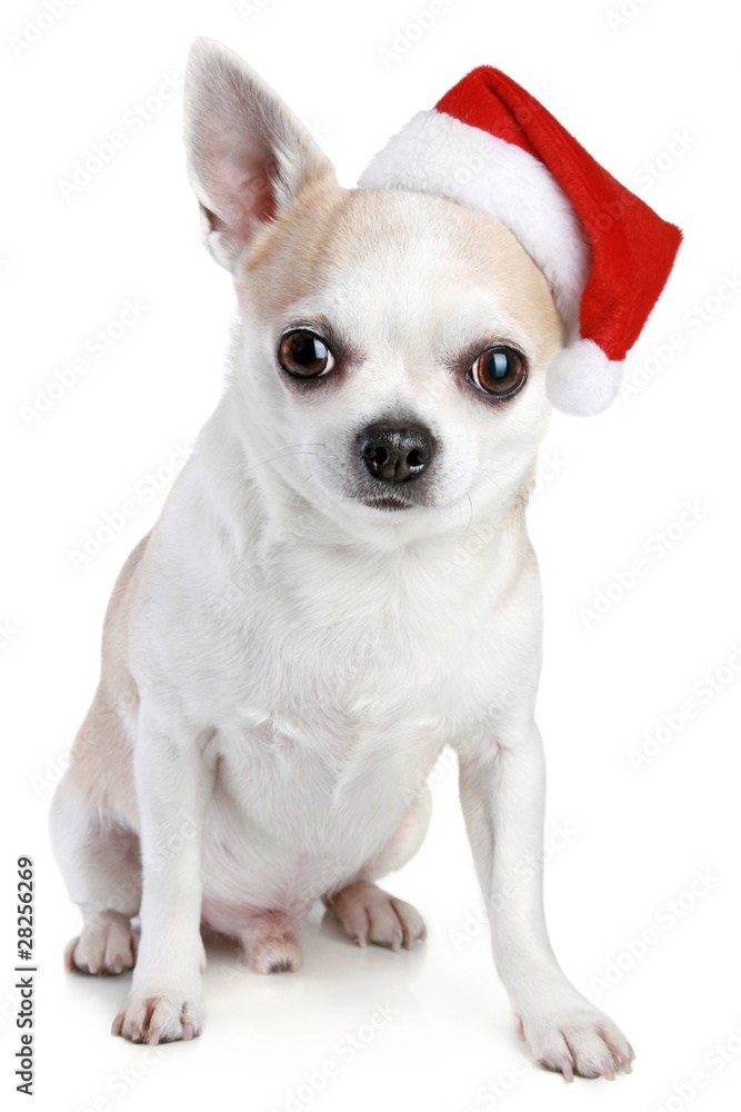 Chihuahua puppy in xmas red cap