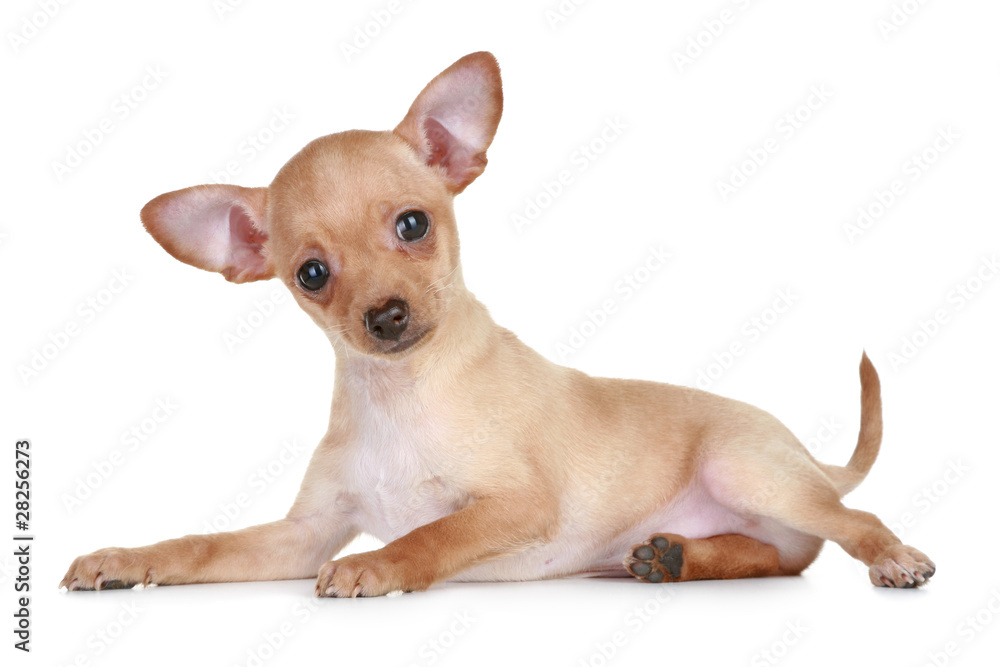 Toy terrier tiny puppy