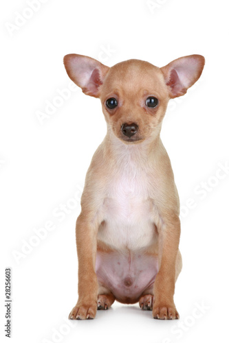 Toy terrier tiny puppy on white background