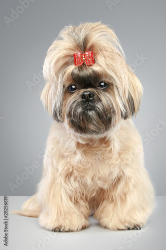 Shih tzu with a red bow on a head