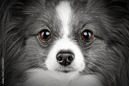 Close-up portrait of a papillon breed dog
