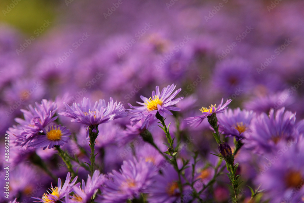 Obraz premium Autumn violet flowers