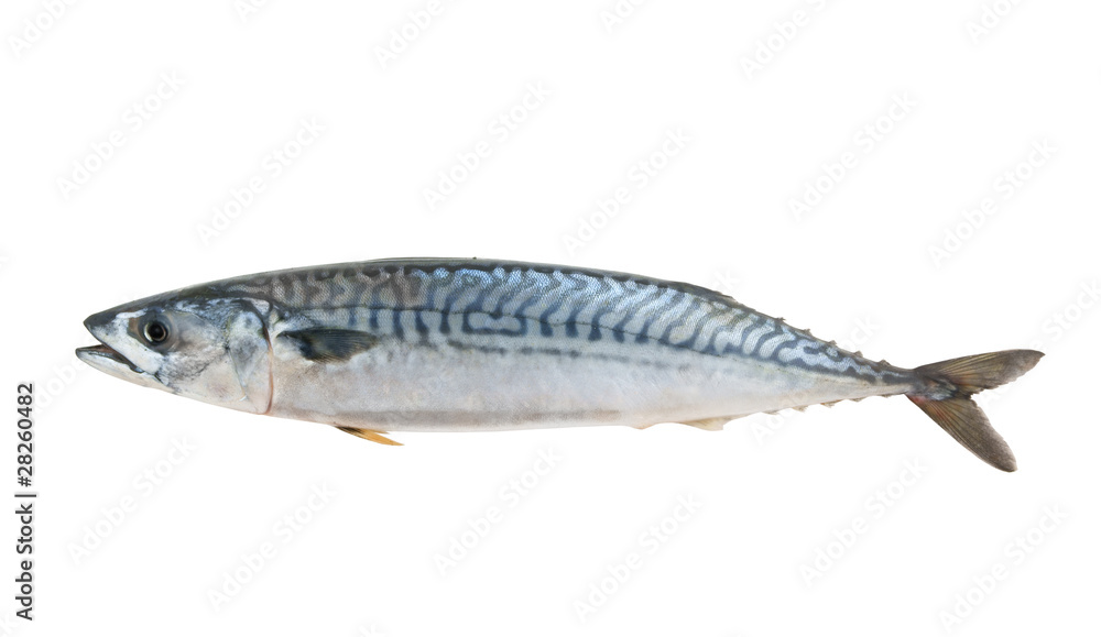 Fresh mackerel fish isolated on the white background Fresh mackerel fish isolated on the white background