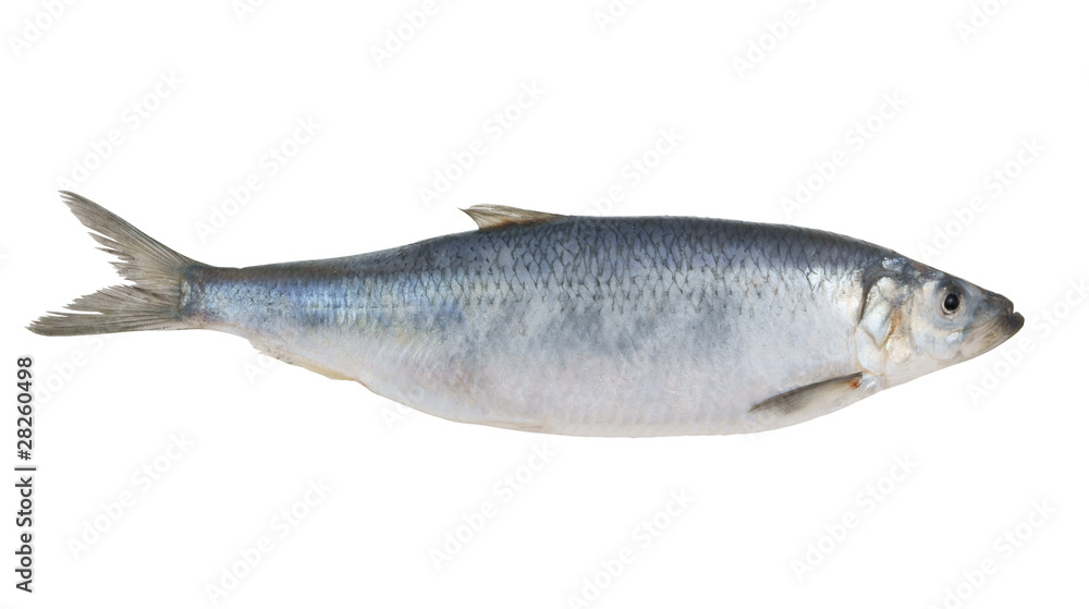 Fresh herring fish isolated on white background Fresh herring fish isolated on white background