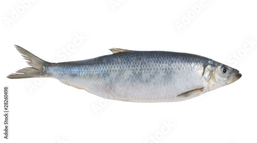 Fresh herring fish isolated on white background