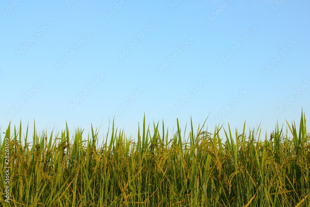 paddy rice