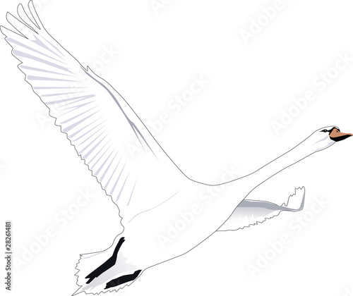 Fliegender Schwan Outline