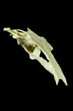 Fish skull