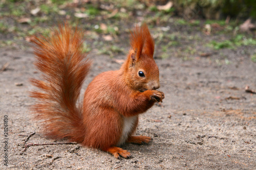 Red Eurasian squirrel © seawhisper