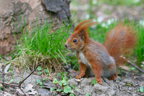 Red squirrel on the grass