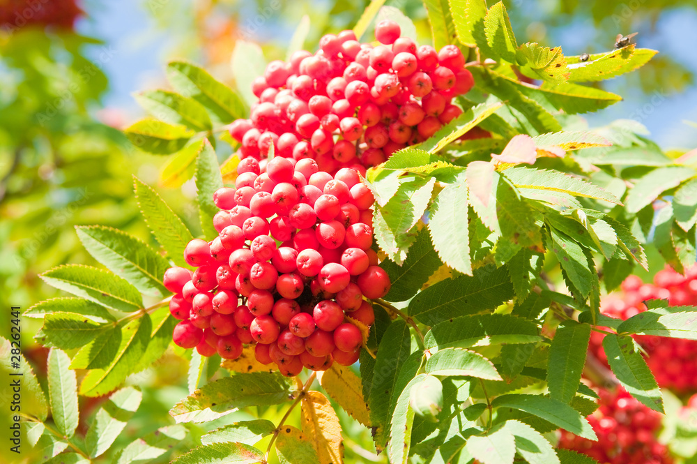 Rowan berries Rowan berries