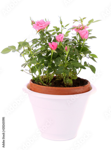Pink rose, isolated.