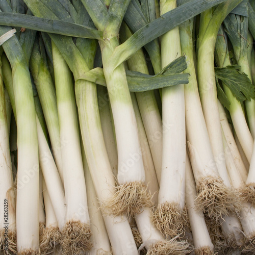 Leek