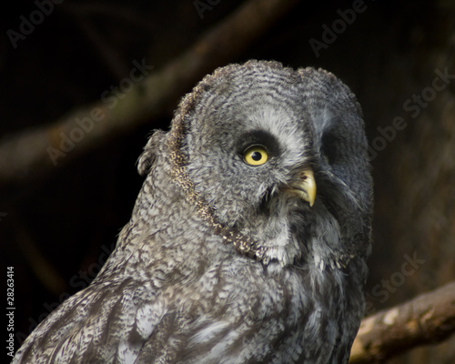 A curious tawny owl