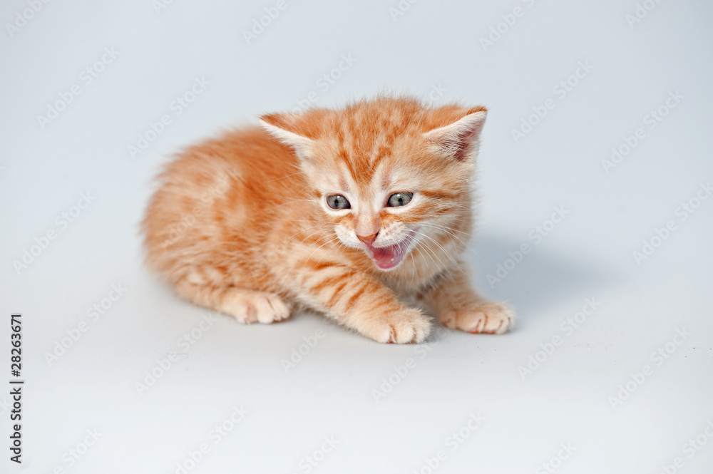 kleine Katze kleine Katze