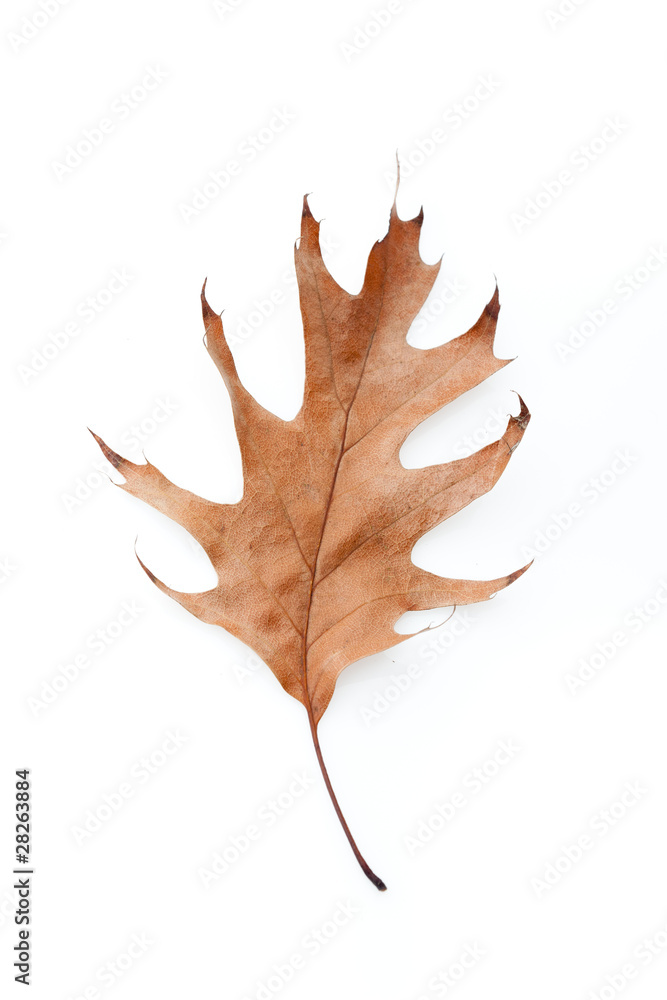 Fototapeta premium Beautiful brown autumn leaf isolated on a white background