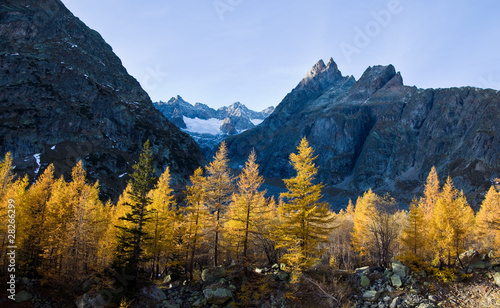 A golden larch woods in autumn. Mont Blanc, Europe.
