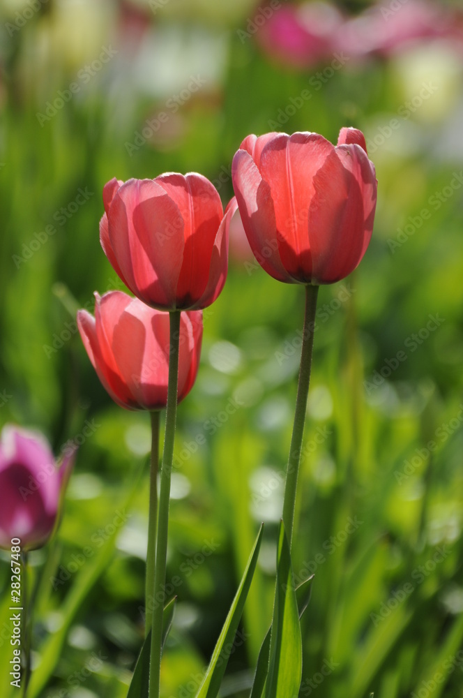 Obraz premium Tulips