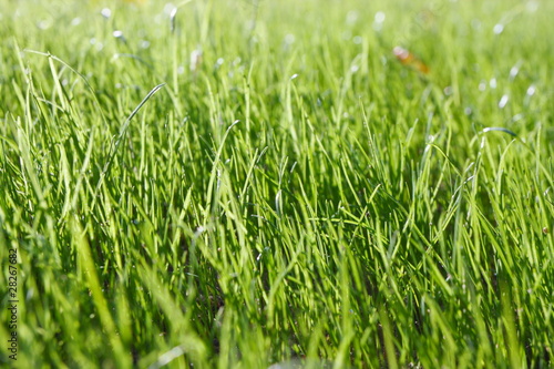 Fresh young spring grass