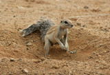 ecureuil de terre 2