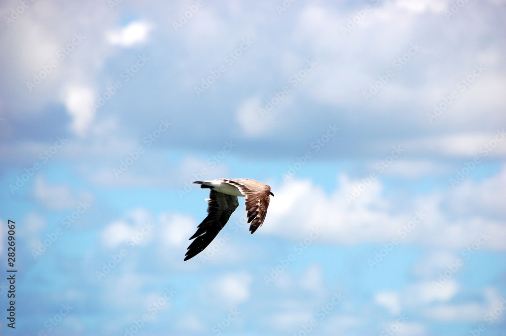 Obraz premium Le goéland