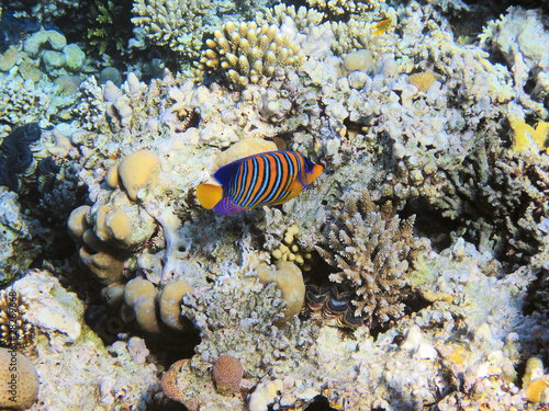 Tropical fish on the coral reef in Red Sea; Egypt