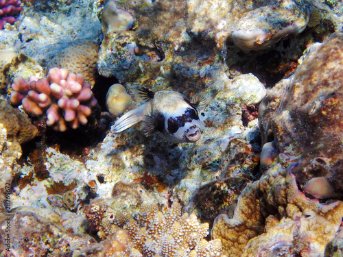 Tropical fish on the coral reef in Red Sea  Egypt
