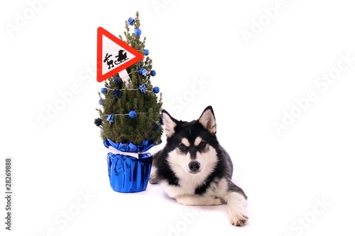 Hund Husky mit Warnschild Vorsicht Santa Claus © fotowebbox