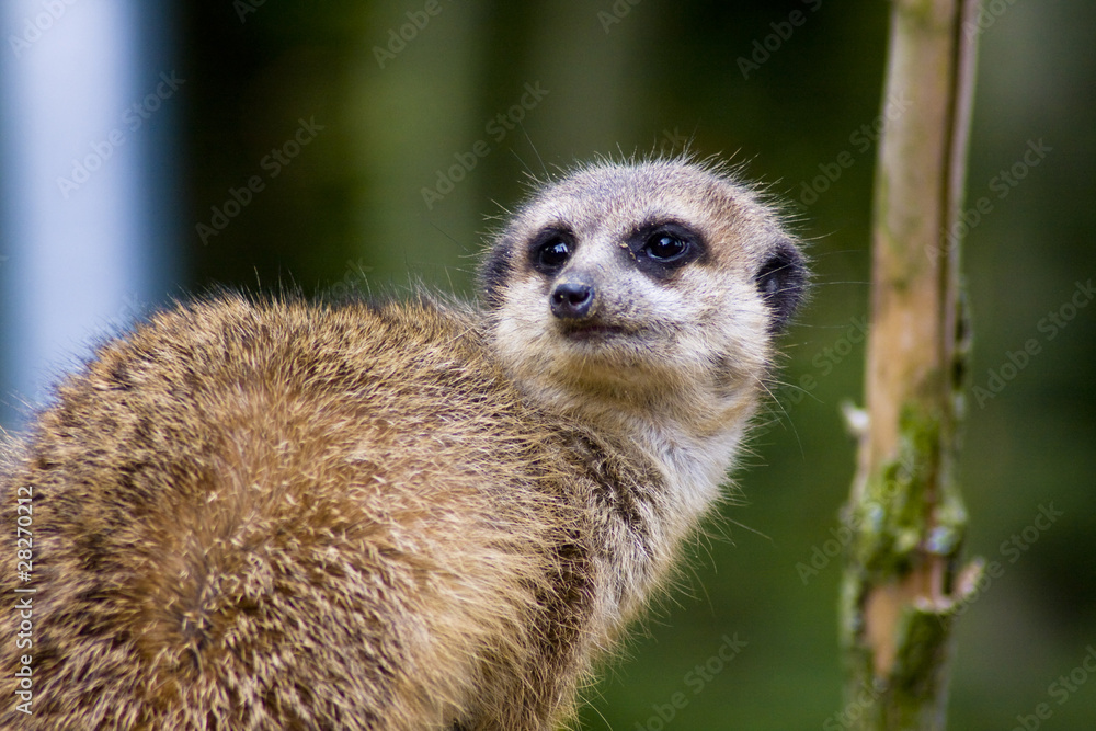 Fototapeta premium Meercat / surykatka