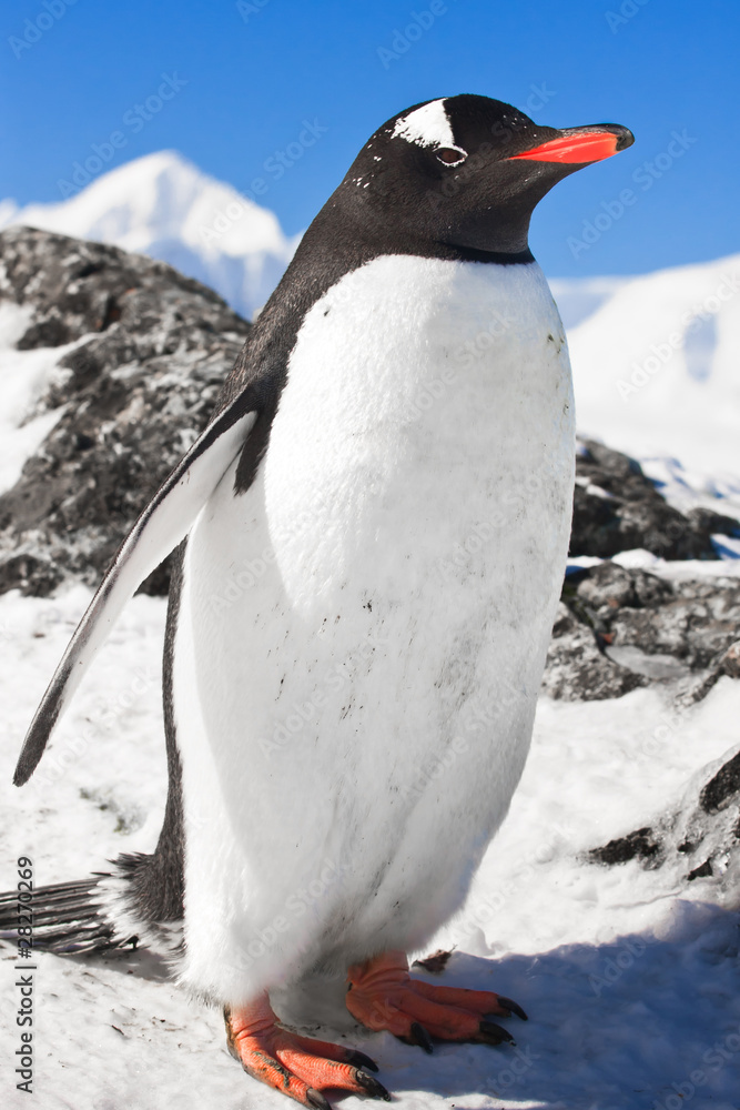 Fototapeta premium penguin on the rocks
