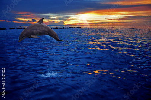 Dolphin jumping