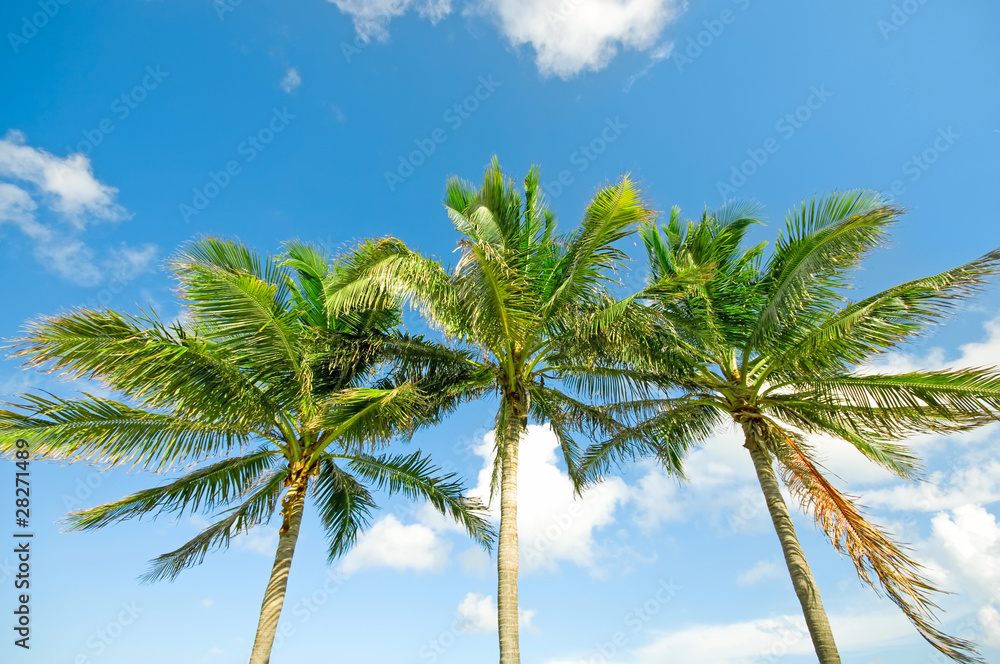 Palms trees on the beach during bright day Palms trees on the beach during bright day