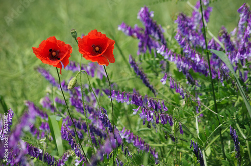 The poppy flowers on blurred background