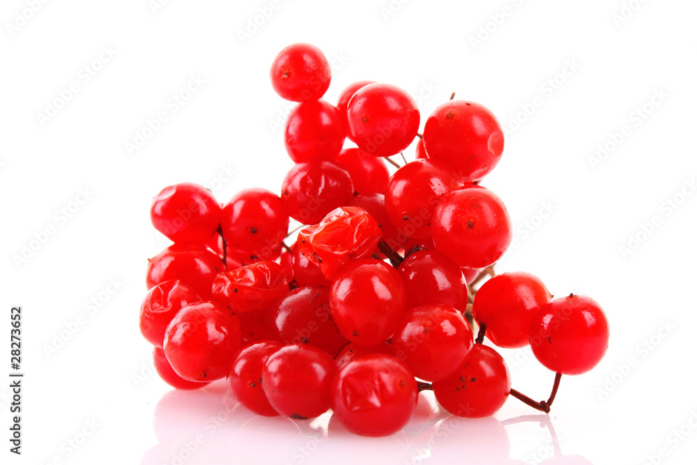 red berries of viburnum isolated on white red berries of viburnum isolated on white