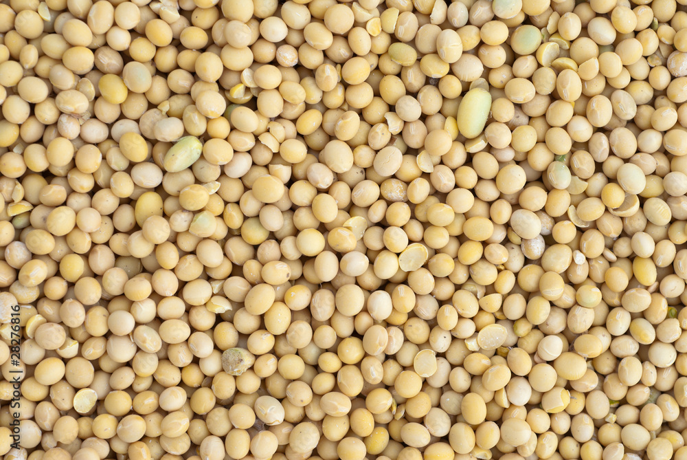 soybean soybean