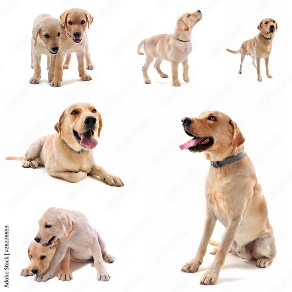 labrador retriever labrador retriever