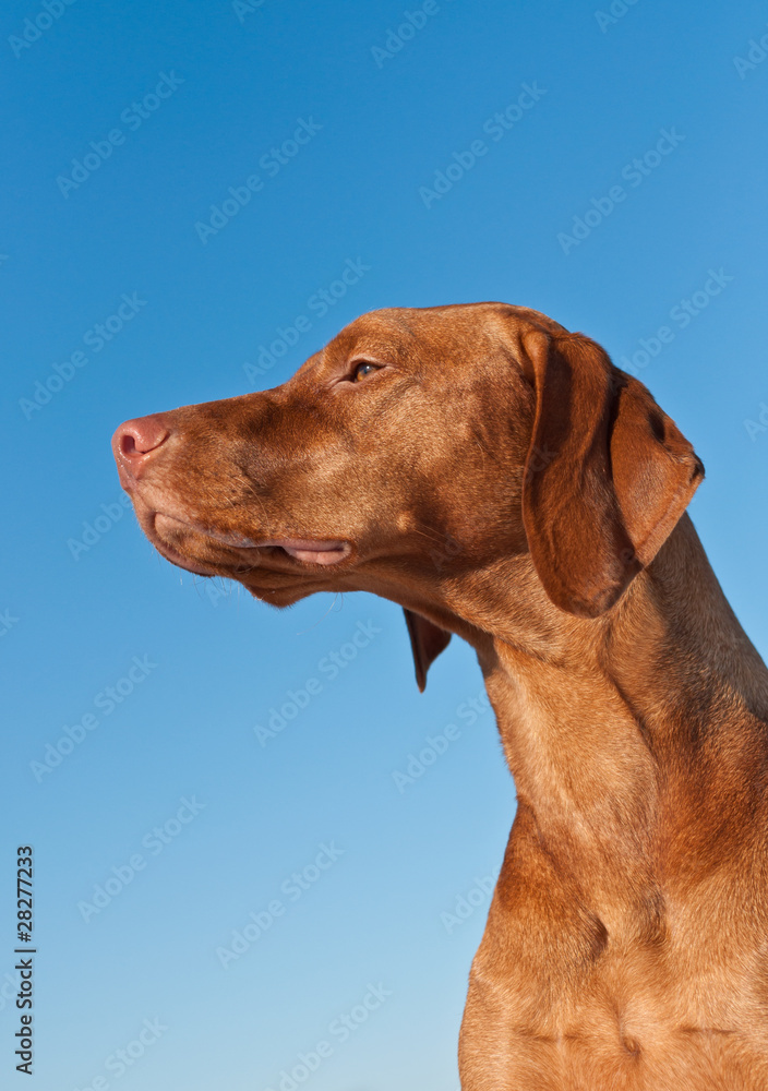 Vizsla (Hungarian pointer) Dog in Profile with Blue Sky Vizsla (Hungarian pointer) Dog in Profile with Blue Sky