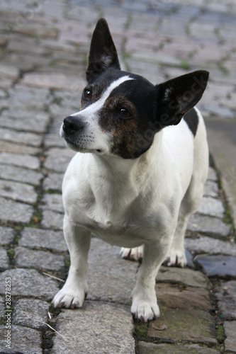 Jack Russell Terrier