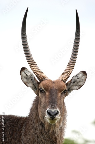 Canvas Print Waterbuck Antelope