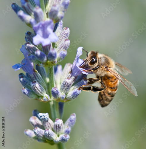 Honeybee collecting nectar on lavender