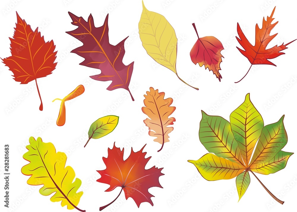 set of aquarelle colored isolated autumn leaves set of aquarelle colored isolated autumn leaves