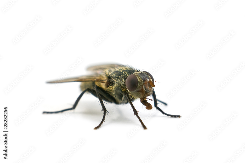 fly fly