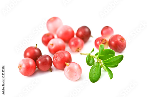 cowberry