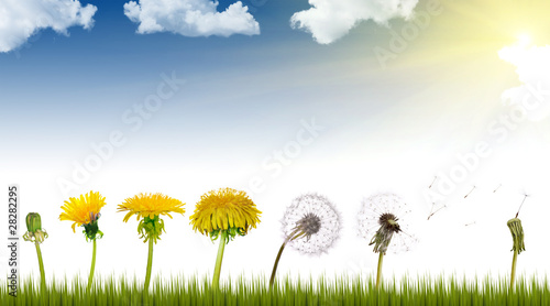 dandelions life under sun