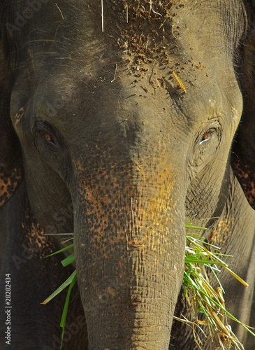 Portrait d'éléphant d'asie photo