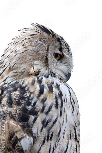 grey owl isolated on white background